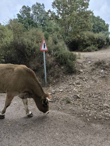 Vaca Sierra Norte Foto APAG
