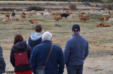 Feria de Ganado Cantalojas 2025 41