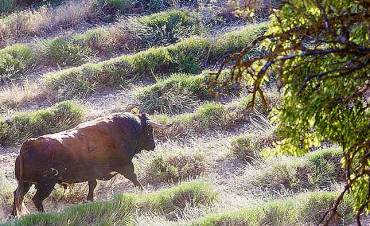 Toro arbustos lavanda Brihuega