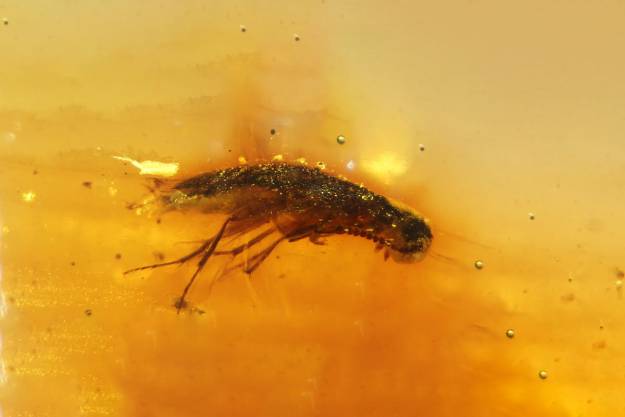 Universidad de Alcalá Ámbar mesozóico 2