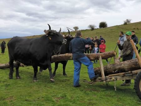 feria ganado cantalojas 2 apag
