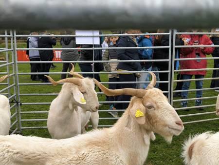 feria ganado cantalojas apag