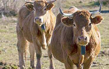 Vaca collar virtual 2