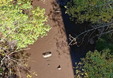aguas negras en los rios por incendio pico del lobo