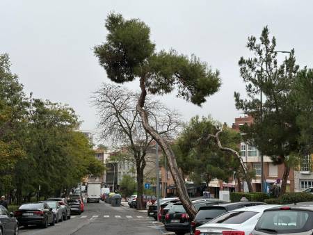 arbol que se cortara asilo