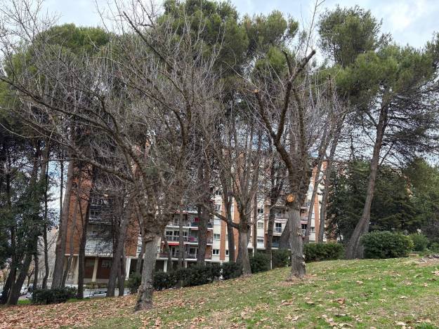 parque constitución GD