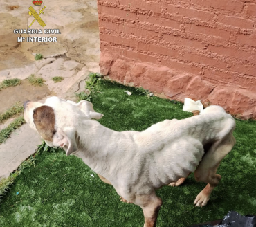 perro maltratado siguenza