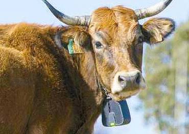 Vaca ganado pastor vallado virtual Foto APAG