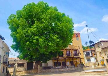 Foto: arboldelaño.es/Ministerio de Transición Ecológica. La Olma de Aranzueque