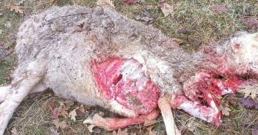 APAG Lobo Atienza ganadero Samuel Cristóbal 3