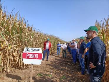 Maíz Foto APAG Bornova