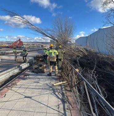 Árbol caido sobre la acera y la carretera. Foto: Policía Municipal. Viento