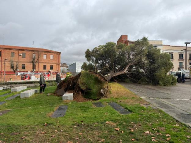 caida pino plaza espana 2