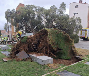 caida pino plaza espana guadalajara