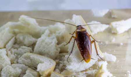 cucaracha americana ecopest