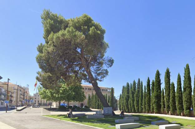 pino caido por lluvias plaza de espana google maps