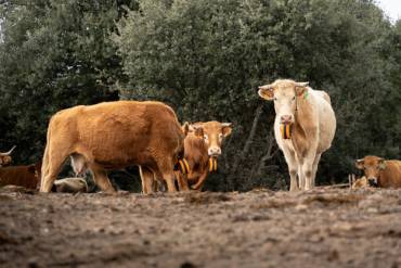 ganado virtual Visita explotación La Nava 3