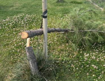 Azuqueca tala de pinos 2 1