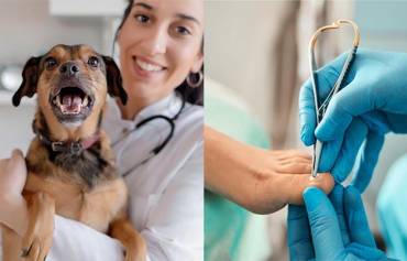 Adac veterinario y podólogo
