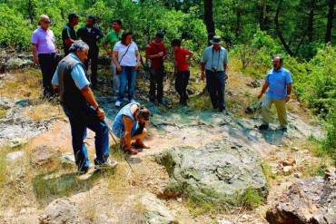 Geoparque de Molina árbol fósil 1