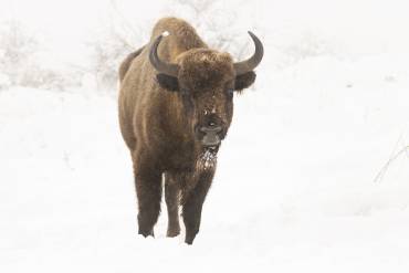 Bisonte Foto Rewilding Spain Rubén Domingo 3