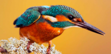 naturtajo
