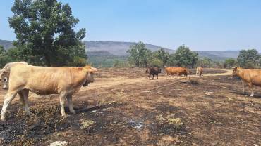 vacas en zona incendio La mierla