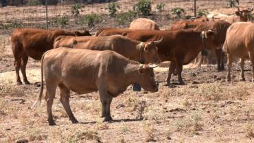 Vacas con collares para protegerse de los lobos./Foto: Diputación. vacas-collares-lobos