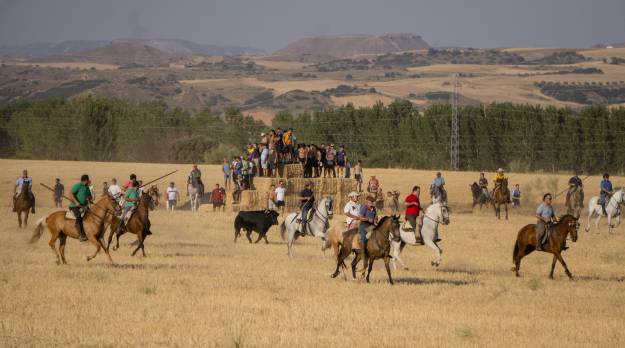 Encierro por el campo Marchamalo 2026