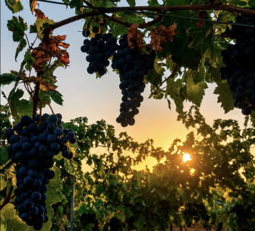 vino mondejar