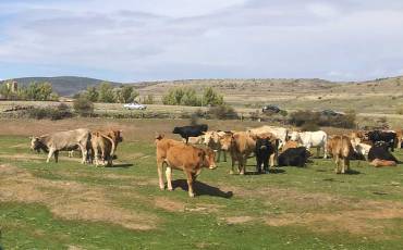 Ganado vacas Cantalojas