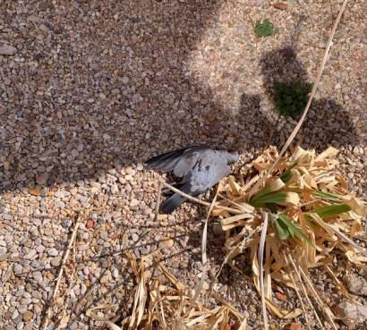 Aves muertas2 1