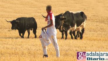 Encierro Brihuega Toros mozo