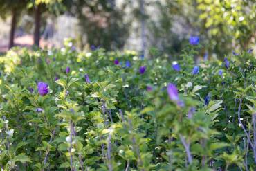 Plantas vivero Guadalajara