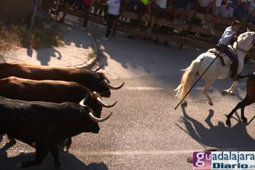 Encierro Brihuega 2022 2 Álex Jiménez - GUdiario