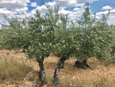 olivar-horche