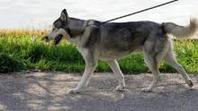 perro