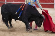 Toros3