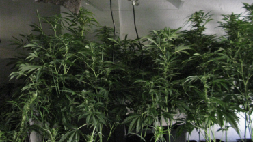 marihuana