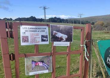 Cantalojas lobo manifestación